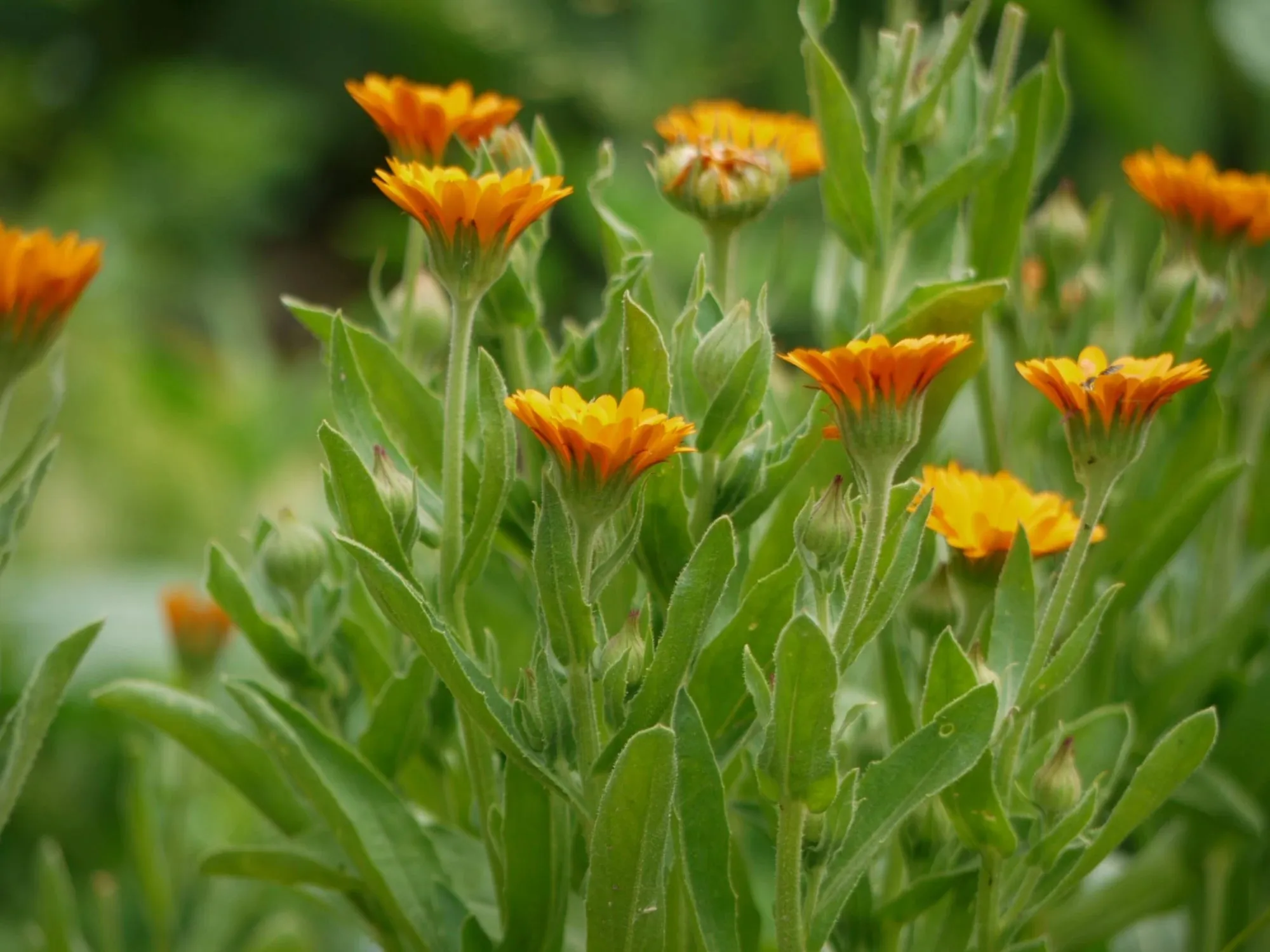 Farm Soap Co. Hair & Body Soap - Calendula